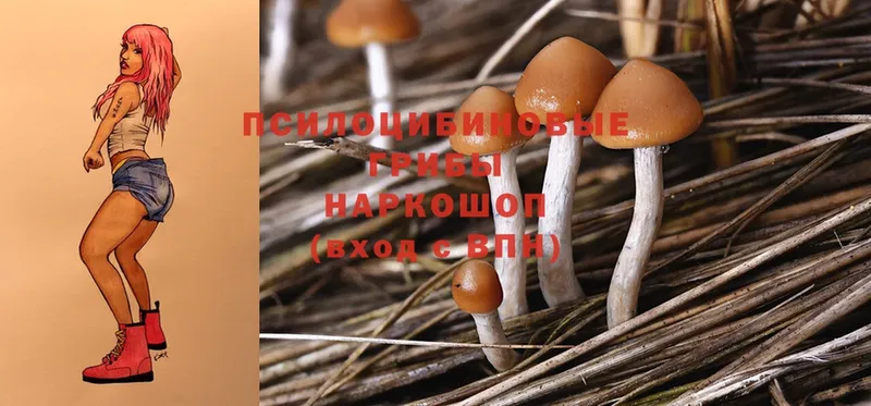 это клад  ОМГ ОМГ зеркало  Ардон  купить  цена  Псилоцибиновые грибы MAGIC MUSHROOMS 